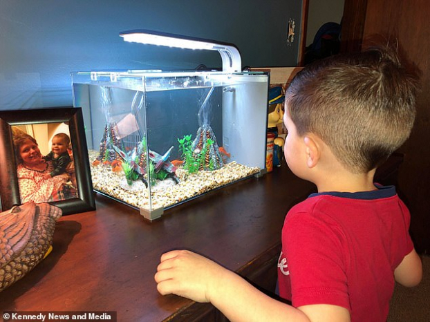 Bé trai vô tình làm chết cá vàng cưng vì mang cá ra khỏi bể để ôm đi ngủ 0