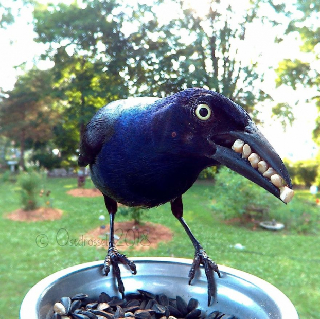   Chú chim này có răng ư?  
