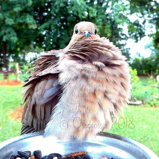 Cô gái đặt máy ảnh sau vườn nhà và chụp được cả đống ảnh chim chóc cực thú vị 8