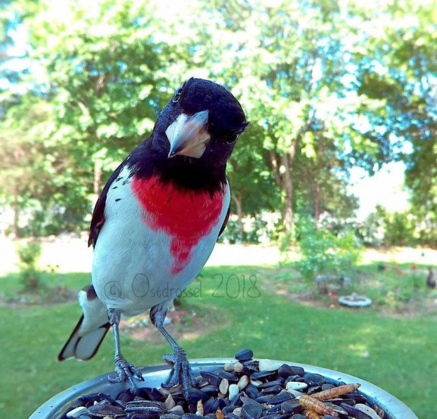 Cô gái đặt máy ảnh sau vườn nhà và chụp được cả đống ảnh chim chóc cực thú vị 11
