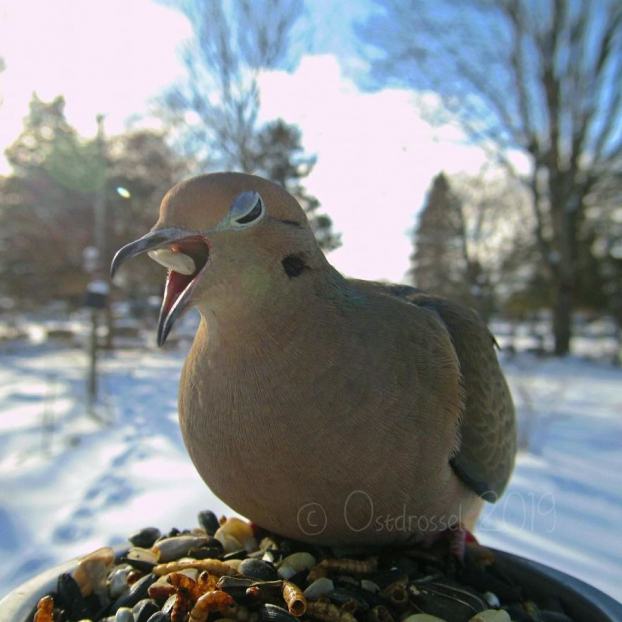 Cô gái đặt máy ảnh sau vườn nhà và chụp được cả đống ảnh chim chóc cực thú vị 15