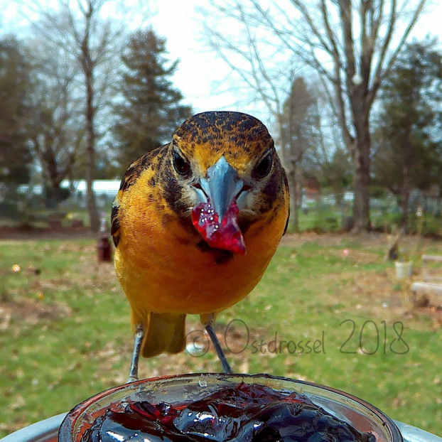 Cô gái đặt máy ảnh sau vườn nhà và chụp được cả đống ảnh chim chóc cực thú vị 18