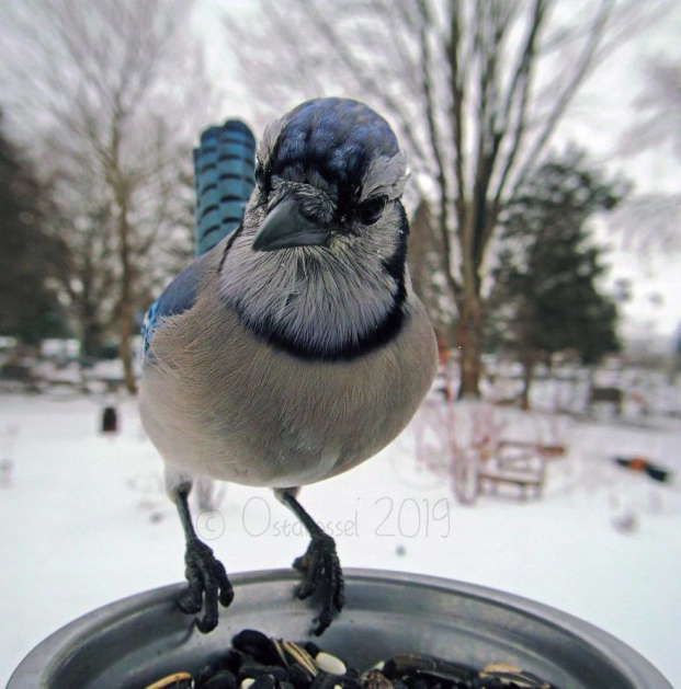 Cô gái đặt máy ảnh sau vườn nhà và chụp được cả đống ảnh chim chóc cực thú vị 20