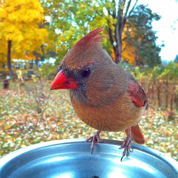 Cô gái đặt máy ảnh sau vườn nhà và chụp được cả đống ảnh chim chóc cực thú vị 21
