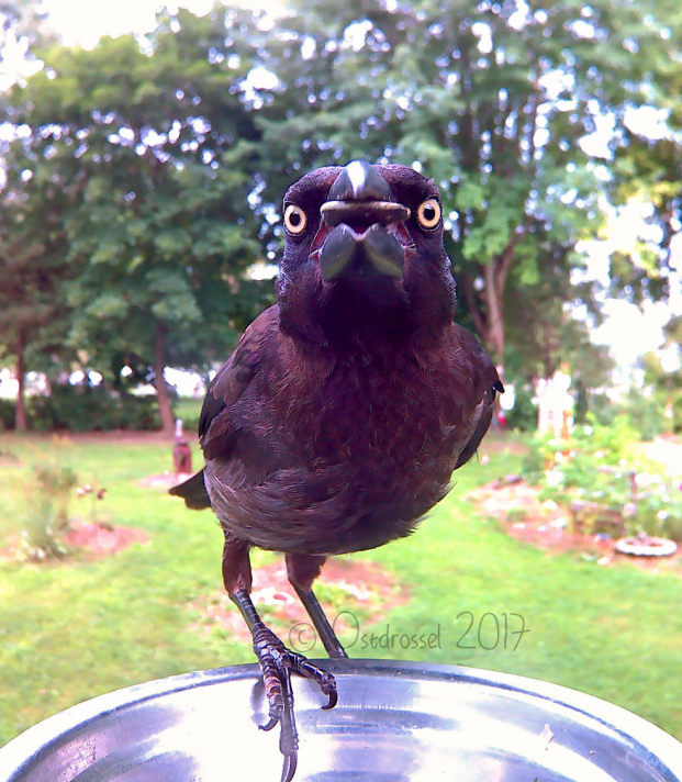 Cô gái đặt máy ảnh sau vườn nhà và chụp được cả đống ảnh chim chóc cực thú vị 23