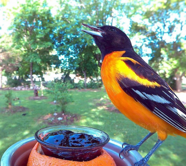 Cô gái đặt máy ảnh sau vườn nhà và chụp được cả đống ảnh chim chóc cực thú vị 24
