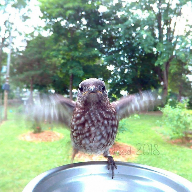 Cô gái đặt máy ảnh sau vườn nhà và chụp được cả đống ảnh chim chóc cực thú vị 26