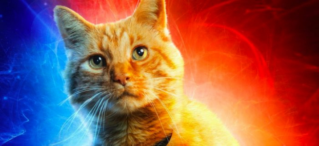Tất tần tật về Goose - chú mèo 'hot' nhất Captain Marvel khiến khán giả phát cuồng 0