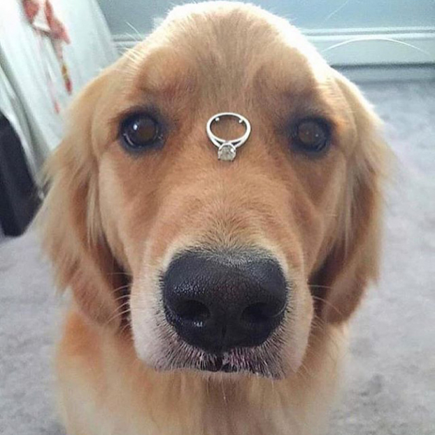   Cách tuyệt vời nhất để cầu hôn một người yêu chó  