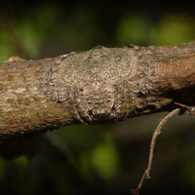   Có cái tên wrap-around spider, con nhện này có thể trở nên mỏng dính, và quấn cơ thể của nó quanh các cành cây để ngụy trang.  