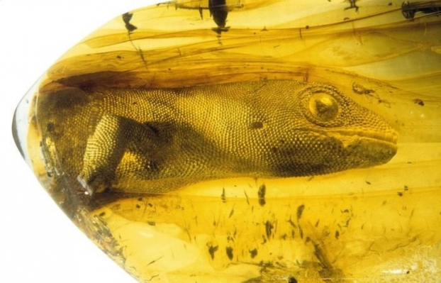  Một con tắc kè 54 triệu năm tuổi bị mắc kẹt trong hổ phách  