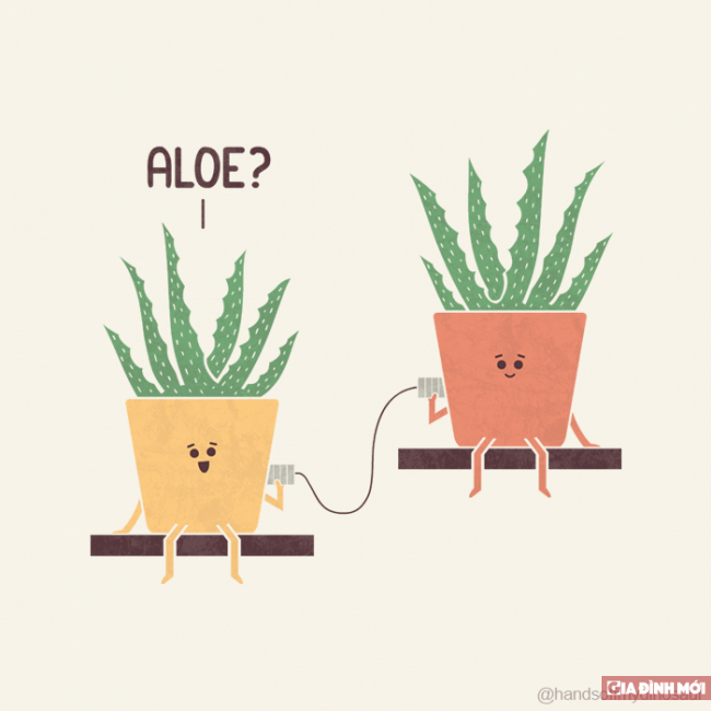   Aloe là từ tiếng Anh để chỉ cây lô hội, ngoài ra nó có cách đọc giống 'Alo'  