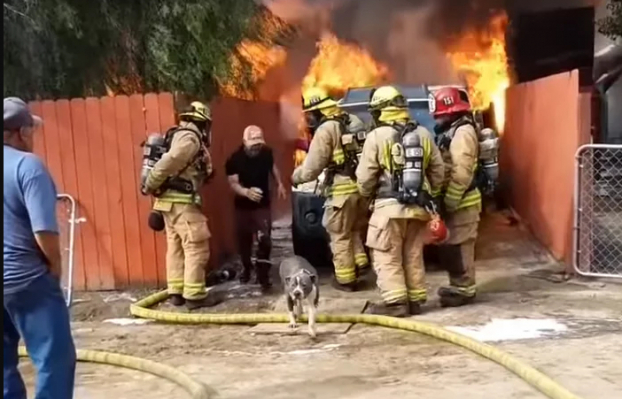 Mặc cứu hỏa ngăn cản, người đàn ông liều mình lao vào ngôi nhà cháy dữ dội để cứu chó cưng 2