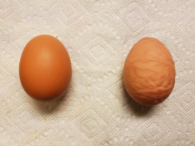   Một quả trứng bình thường và một quả trứng nhăn nheo vì chưa vôi hóa hoàn toàn  