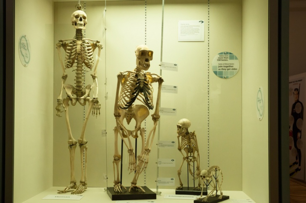   Bộ xương người cạnh bộ xương của các loài linh trưởng  