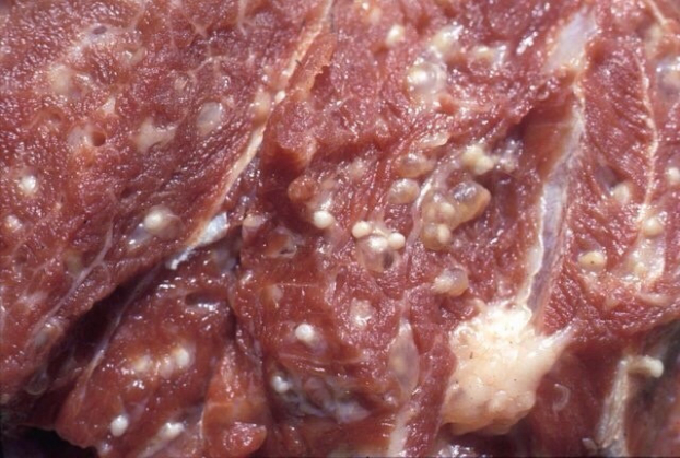  Không sử dụng thịt lợn có nhiễm sán  