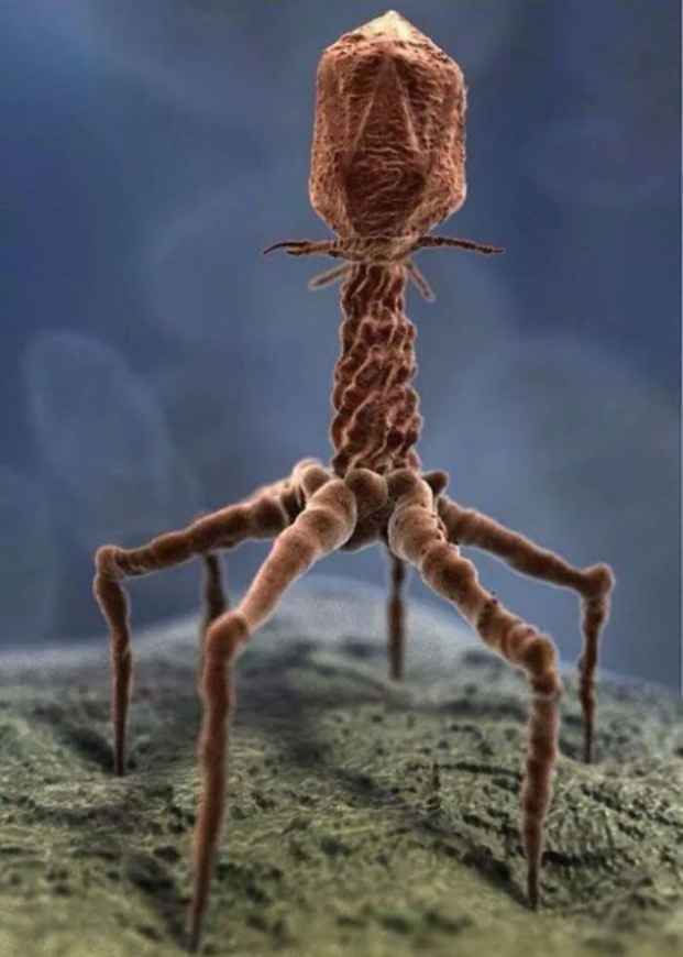  Hình ảnh thực tế của một con virus được xử lý thông qua kính hiển vi điện tử  