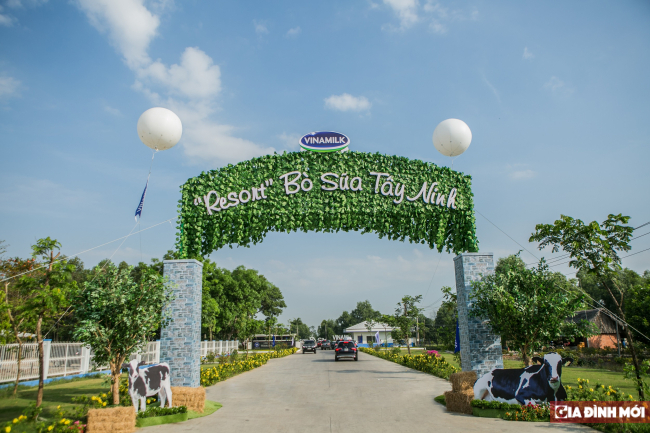   Không gian đậm chất “resort” của Trang trại bò sữa Vinamilk Tây Ninh - ngôi nhà mới của hơn 8000 cô bò, bê sữa  