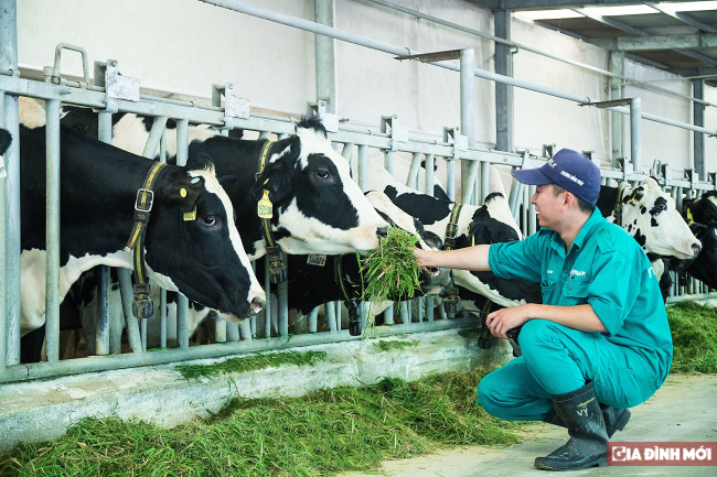   Các cô bò tại “resort” được chăm sóc chu đáo bởi hơn 300 nhân viên, chuyên gia tại trang trại  