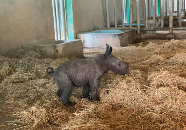 Hình ảnh tê giác con đáng yêu đầu tiên chào đời tại Vinpearl Safari Phú Quốc 0
