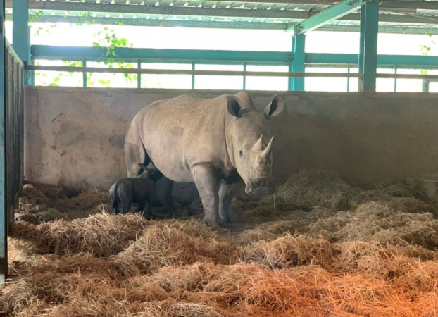 Hình ảnh tê giác con đáng yêu đầu tiên chào đời tại Vinpearl Safari Phú Quốc 2