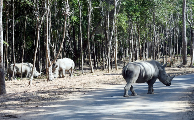 Hình ảnh tê giác con đáng yêu đầu tiên chào đời tại Vinpearl Safari Phú Quốc 3