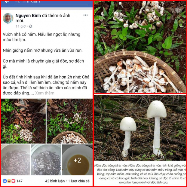   Những thông tin về việc sử dụng nấm dại được tài khoản facebook Nguyen Binh chia sẻ  