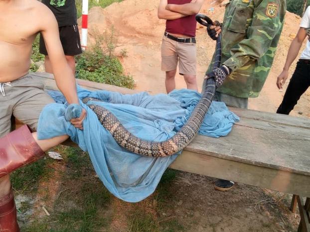 Rùng mình người đàn ông tay không bắt rắn hổ mang dài 2m nặng gần 10kg ở Sơn La 2