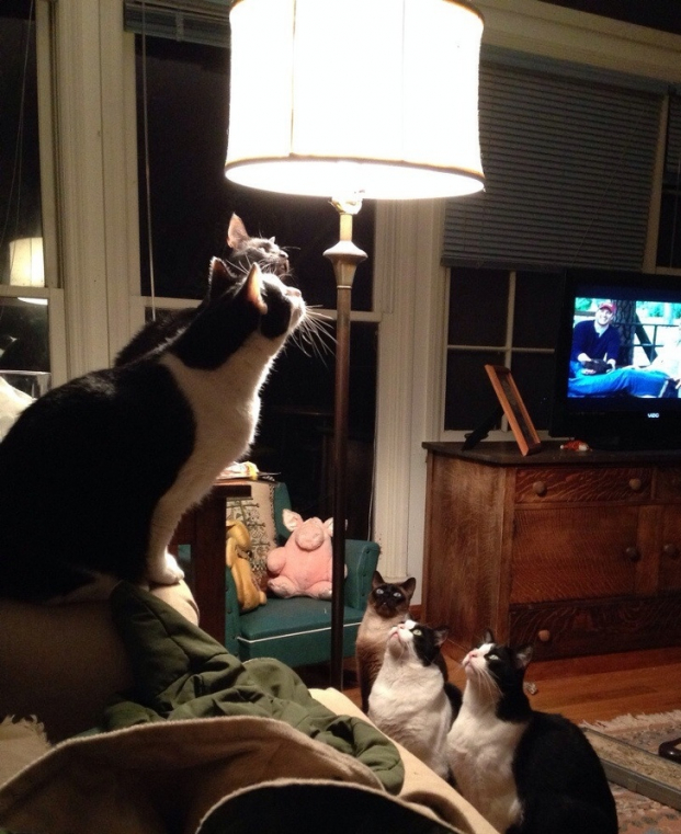   Đây là chiếc đèn thú vị nhất thế giới, theo 5 chú mèo cho biết  