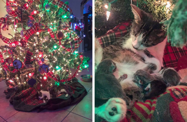   Chú mèo nhà tôi sinh con ngay dưới cây Giáng sinh  