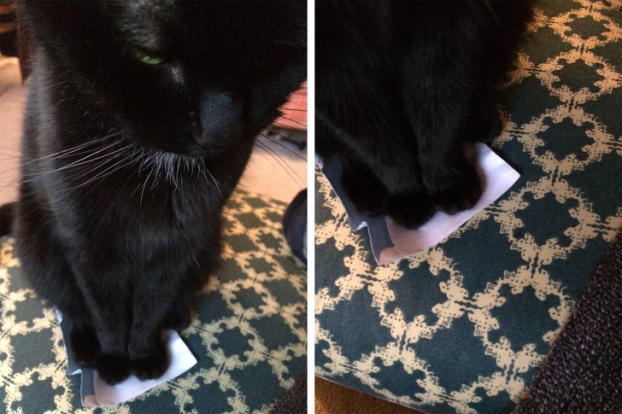   Con mèo nhà tôi mất 5 phút để đặt cả 4 chân lên chiếc phong bì này  