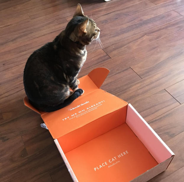   Chú mèo nhà tôi thích tư duy ngoài hộp  