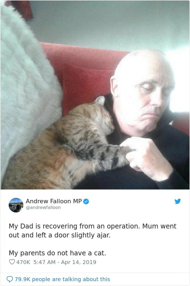 Phục hồi sau phẫu thuật, người đàn ông tỉnh dậy phát hiện chú mèo lạ đang âu yếm mình 0