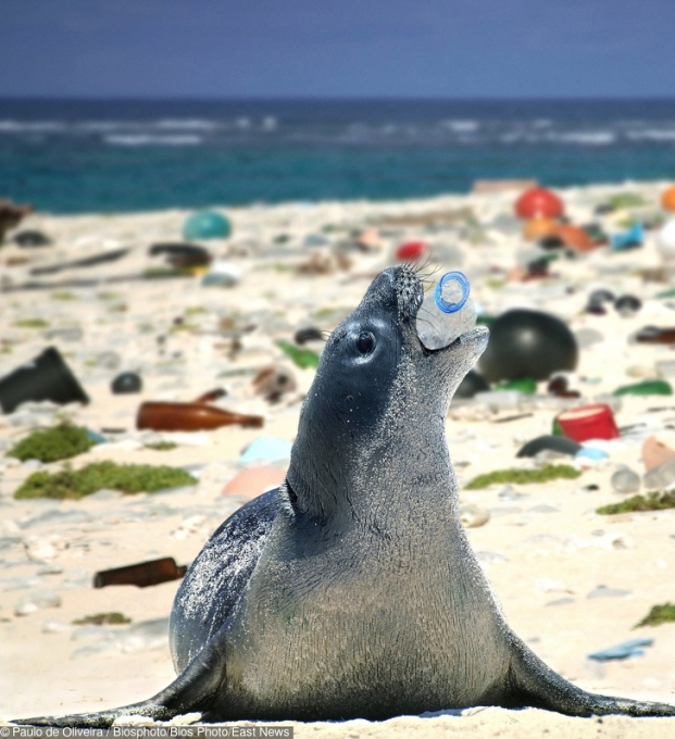   Một con hải cẩu đang chơi đùa với chai nhựa. Đây cũng là một tác phẩm Photoshop của Paulo De Oliviera  