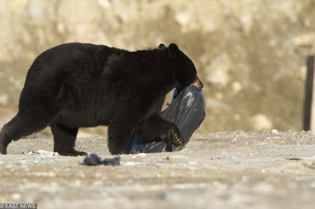   Một chú gấu đen đang tha một túi rác ở Canada  