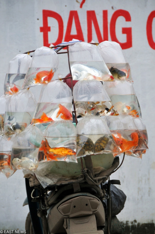  Cá vàng và rùa bị nhốt trong túi nilon để bán ở Việt Nam  