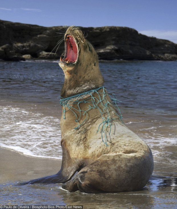   Một con sư tử biển bị kẹt trong lưới đánh cá. Ảnh ghép của Paulo De Oliveira  
