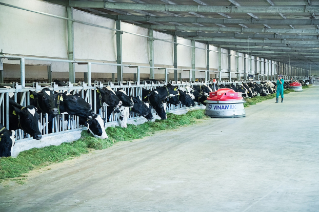   Hệ thống chuồng nuôi tại “Resort” bò sữa Tây Ninh được đầu tư công nghệ hiện đại trên thế giới, nổi bật với hệ thống làm mát tự động tiên tiến  