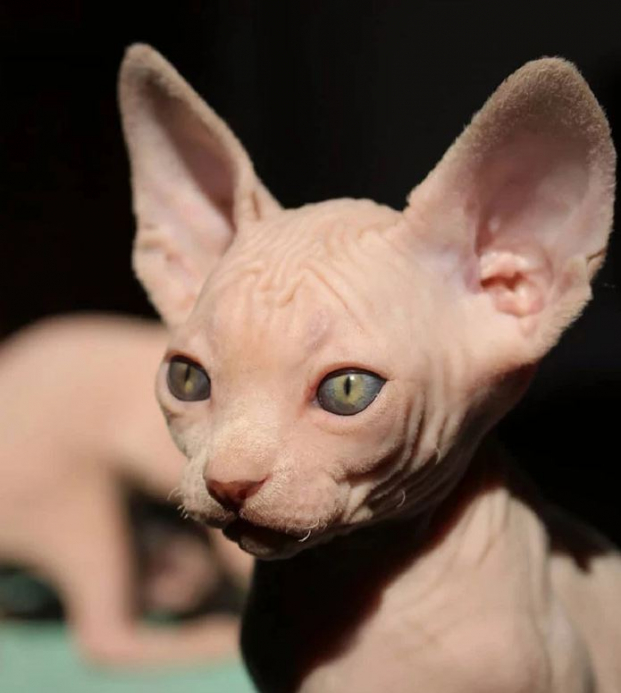 20 chú mèo Sphynx siêu đáng yêu khiến bạn thay đổi cái nhìn về chúng 14