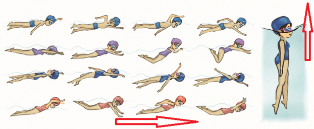   4 kiểu bơi sải, ếch ngửa, bướm (bên trái) và bơi tự cứu dịch cân kinh (bên phải)  