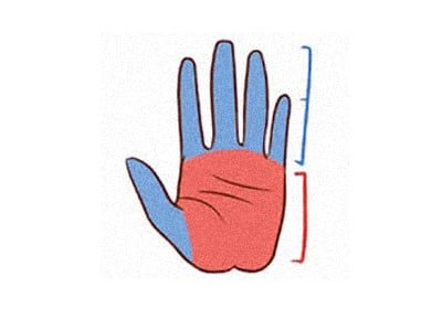 Nhân tướng học: So chiều dài lòng bàn tay và ngón tay, biết phong cách làm việc của bạn 3