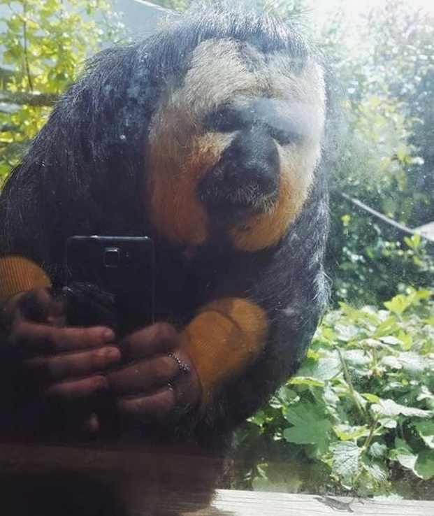   Chú khỉ thích selfie?  