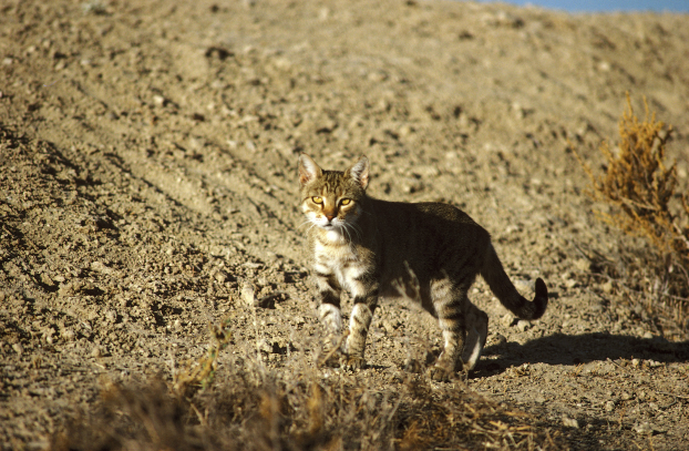 Australia sẽ thả xúc xích tẩm độc để giết 2 triệu con mèo hoang 4
