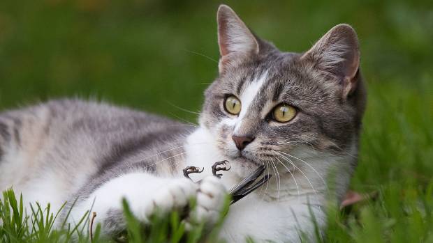 Australia sẽ thả xúc xích tẩm độc để giết 2 triệu con mèo hoang 1