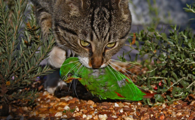 Australia sẽ thả xúc xích tẩm độc để giết 2 triệu con mèo hoang 0