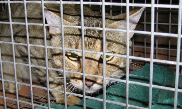 Australia sẽ thả xúc xích tẩm độc để giết 2 triệu con mèo hoang 3