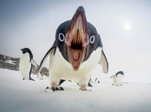   Người ta nói chim cánh cụt dễ thương lắm...  