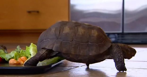 Được tặng chú rùa từ sinh nhật 10 tuổi, người phụ nữ và thú cưng bên nhau suốt 56 năm 10