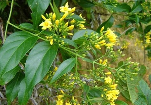   Hoa lá ngón thường mọc ở kẽ lá hoặc đầu cành xim dạng ngù, hoa màu vàng (Ảnh minh họa)  