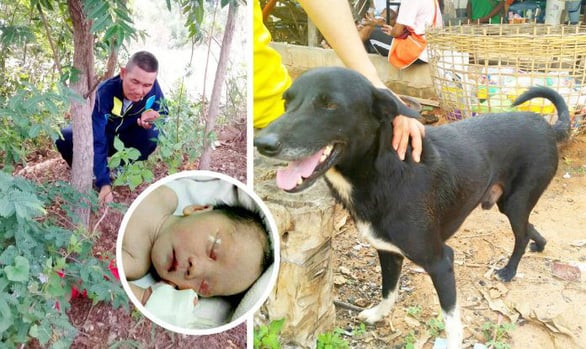  Chú chó Ping Pong đã tìm thấy bé trai bị chôn sống 